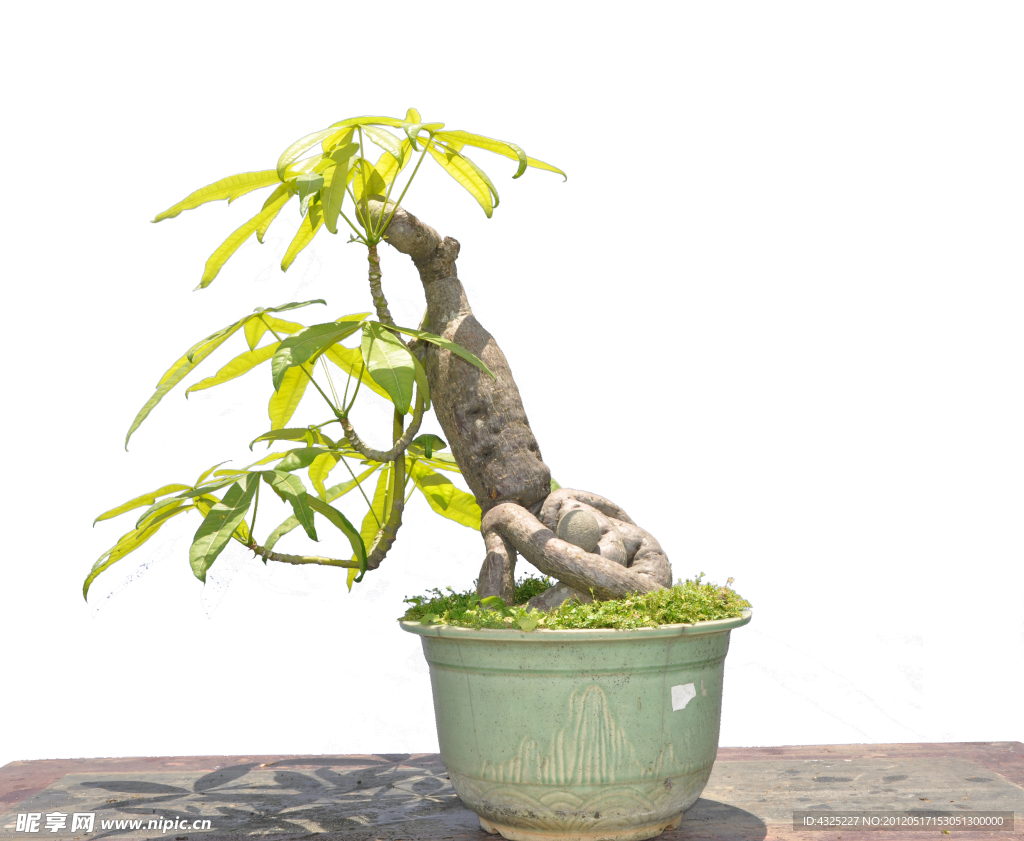 植物