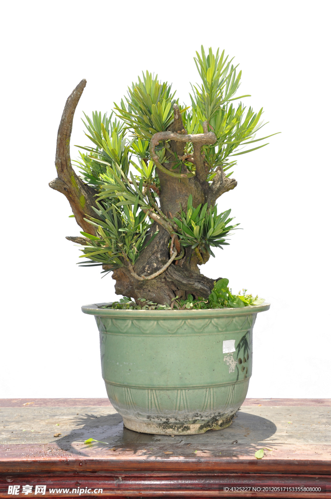 植物