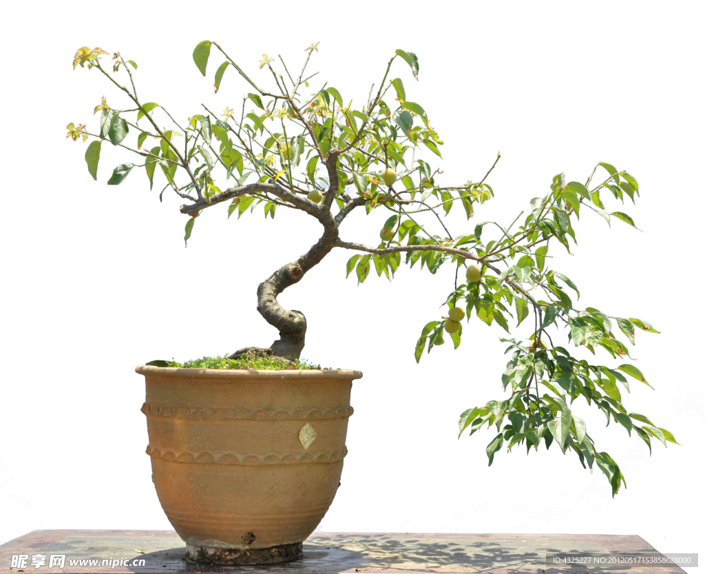 植物