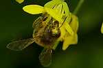 蜜蜂与花大自然