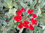 红花 野花