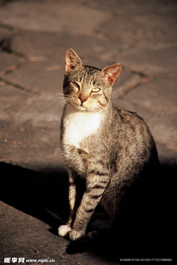 小猫
