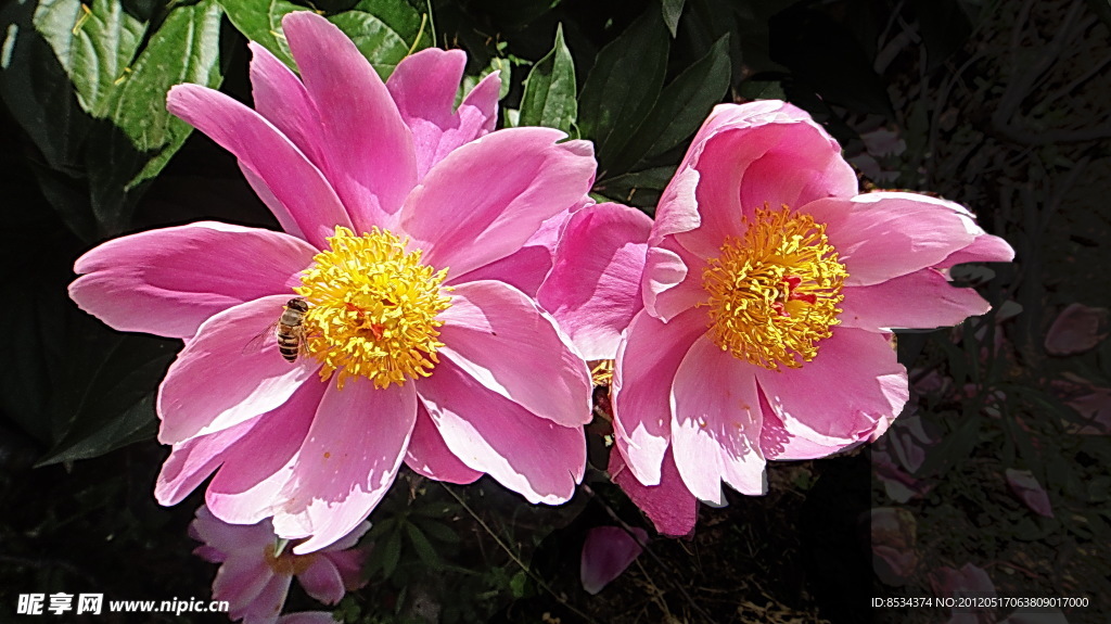 山花
