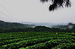 松涛的茶山