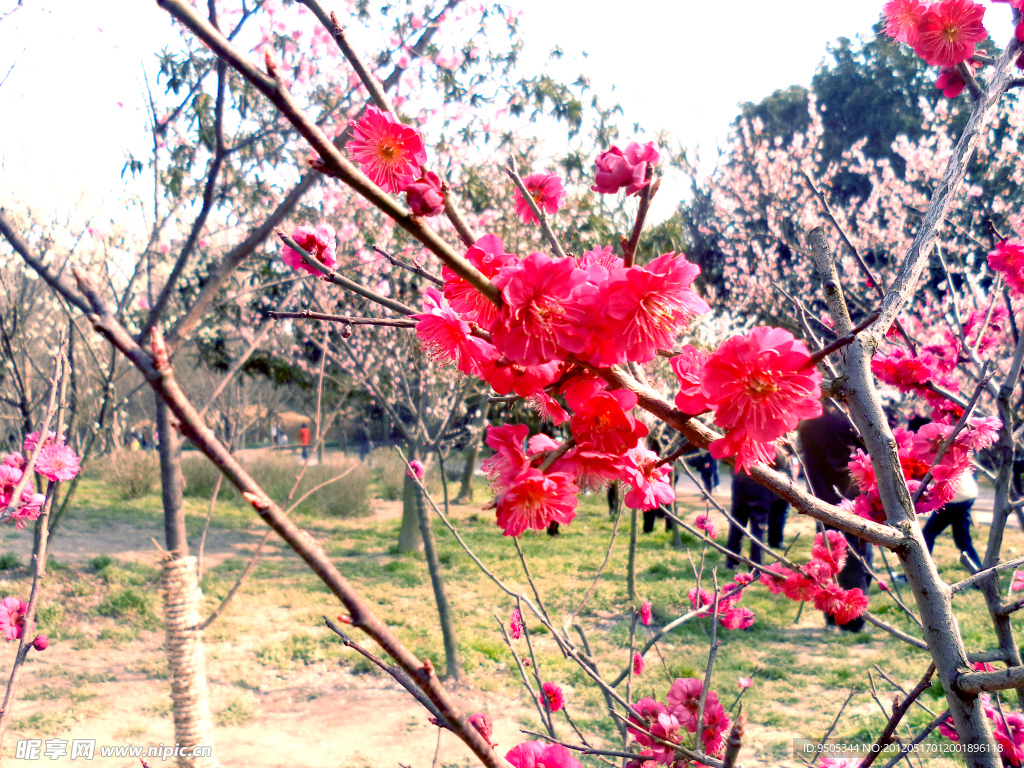 梅花