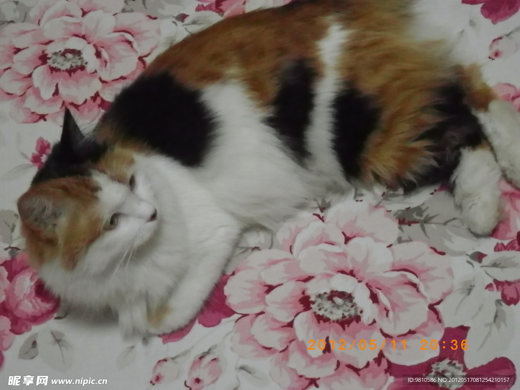 幸福的猫