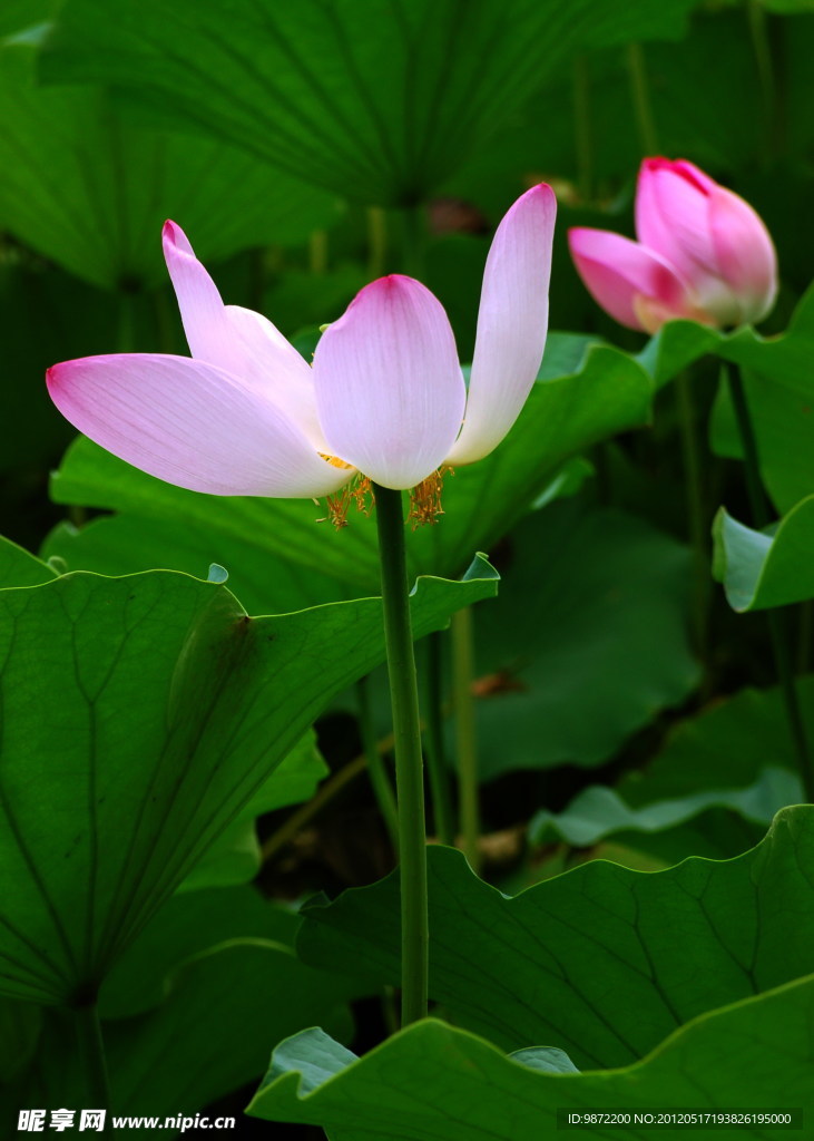 荷花