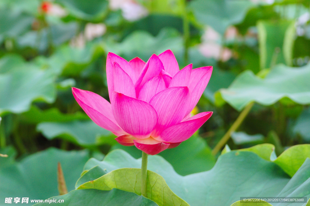 莲花池