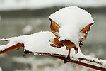 雪狐