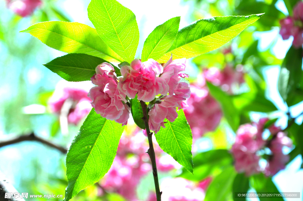 樱花