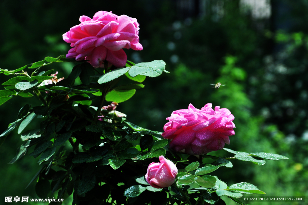 月季花