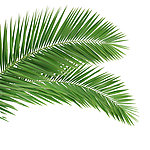 椰树 棕榈叶