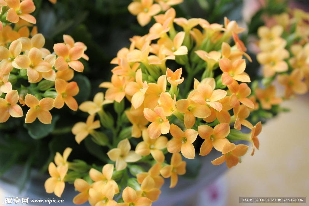芯蕊
