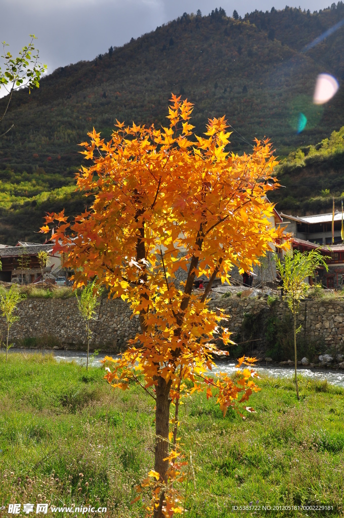 红枫