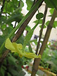 小小苦瓜花