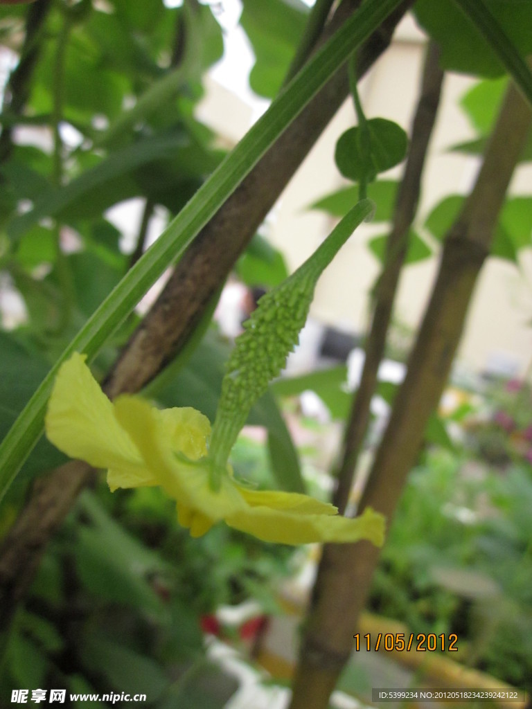 小小苦瓜花