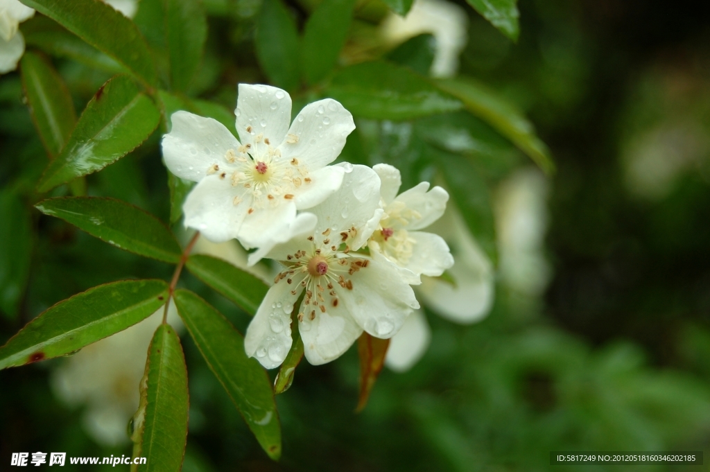 小白花