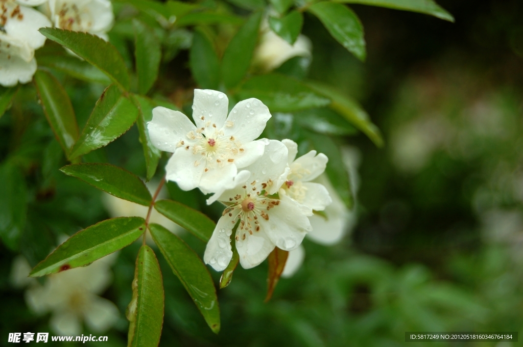 小白花