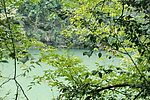 湖面 树叶