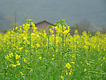 油菜花