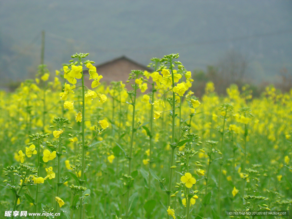 油菜花