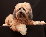 西藏梗犬 宠物狗