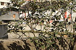 桂花树