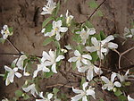 丁香花