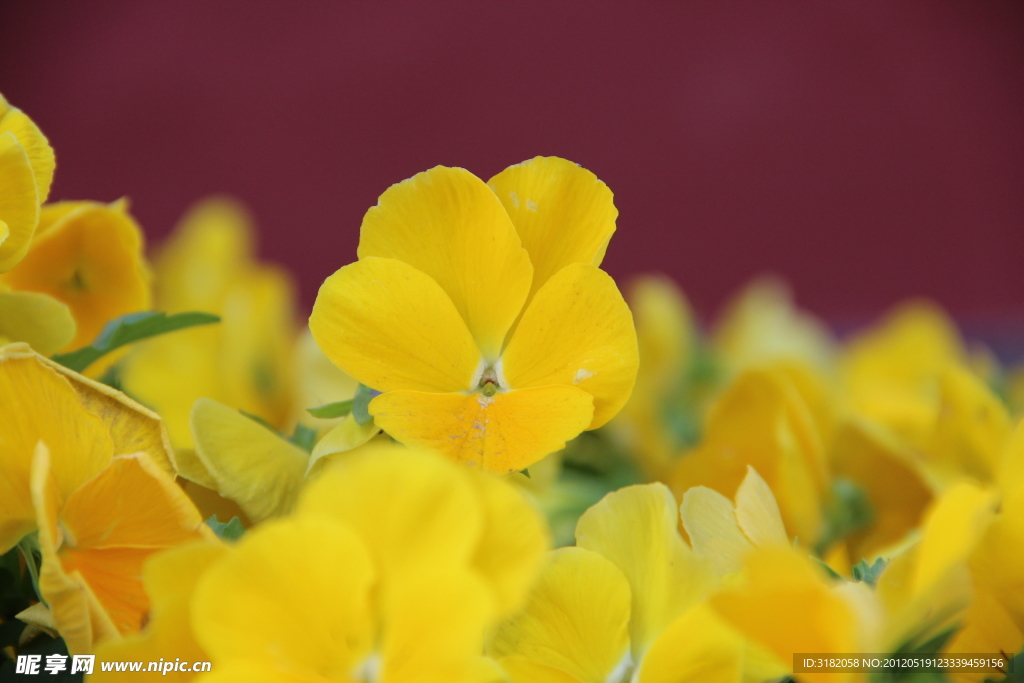 微距 蝴蝶花