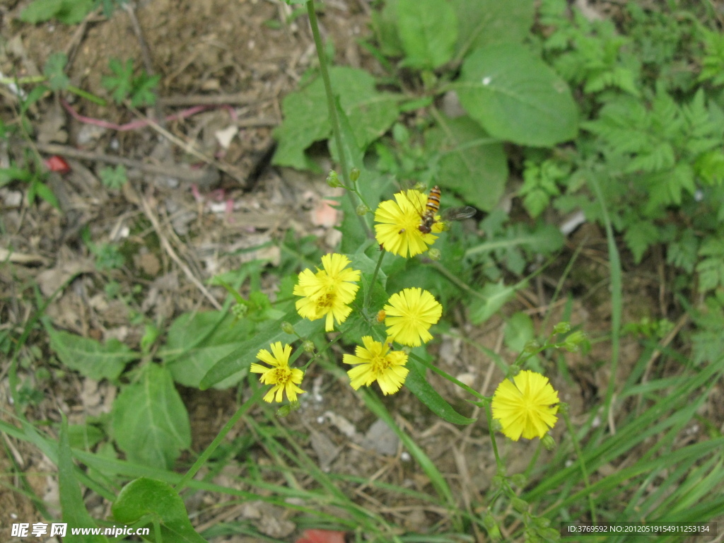 小黄花