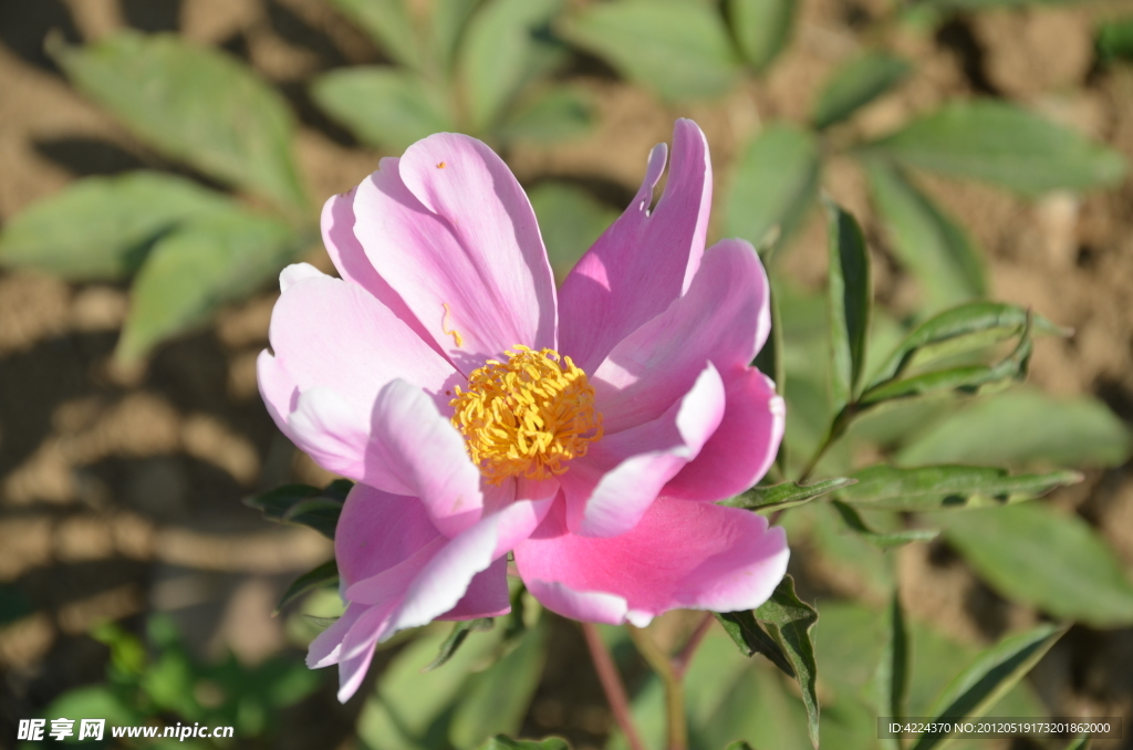 芍药花