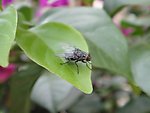 昆虫