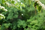 小白花