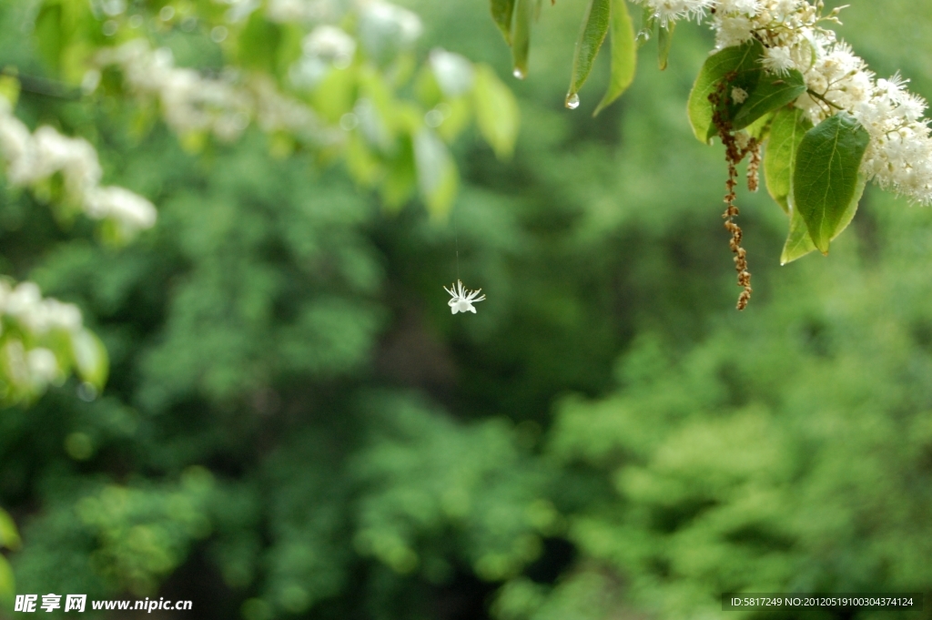 小白花