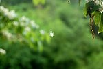 小白花