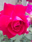 月季花