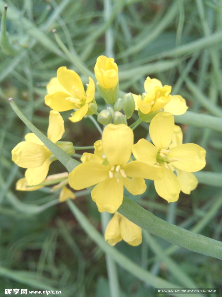 油菜花