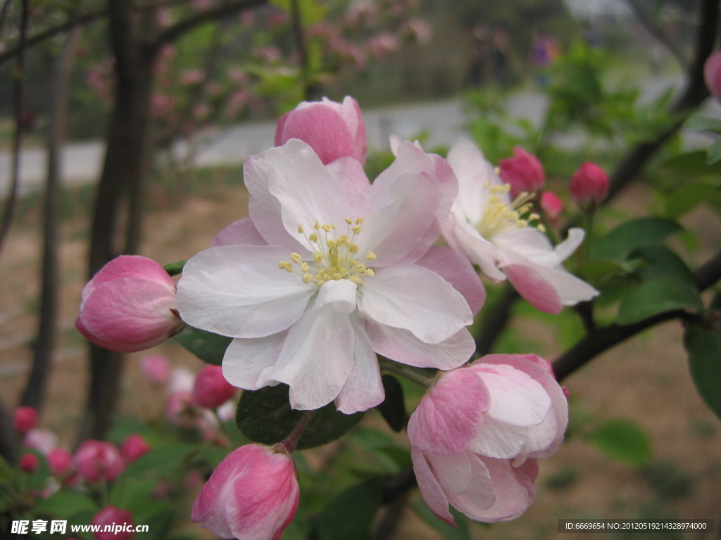 沙果花