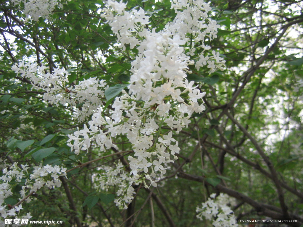 丁香花