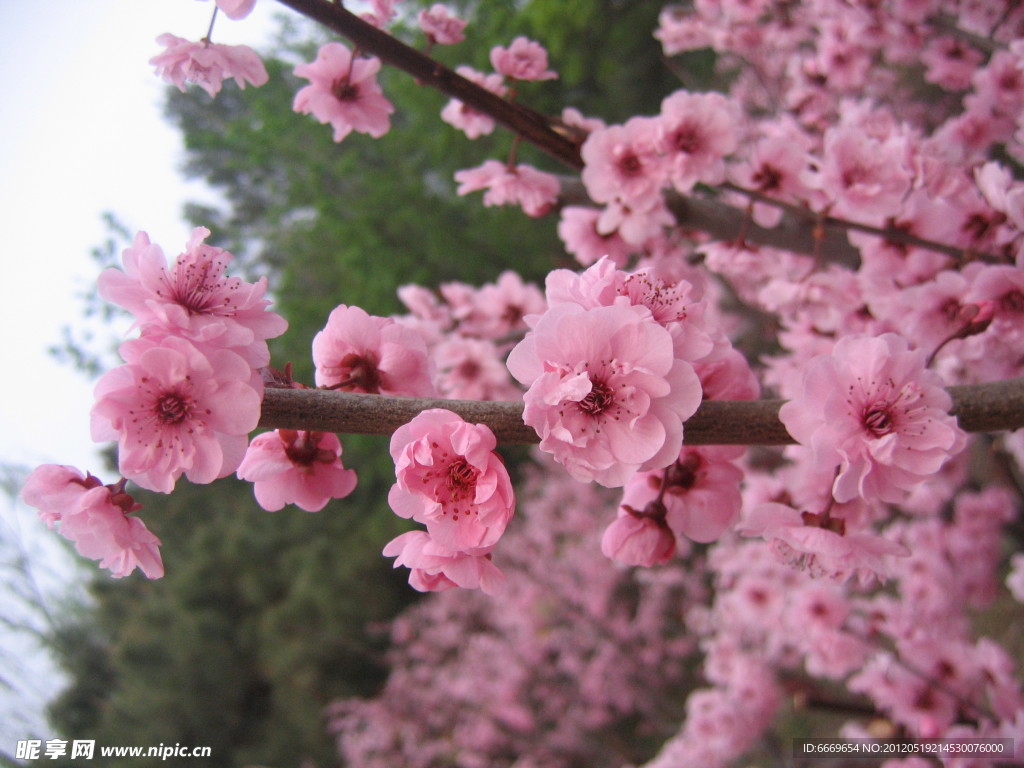 桃花