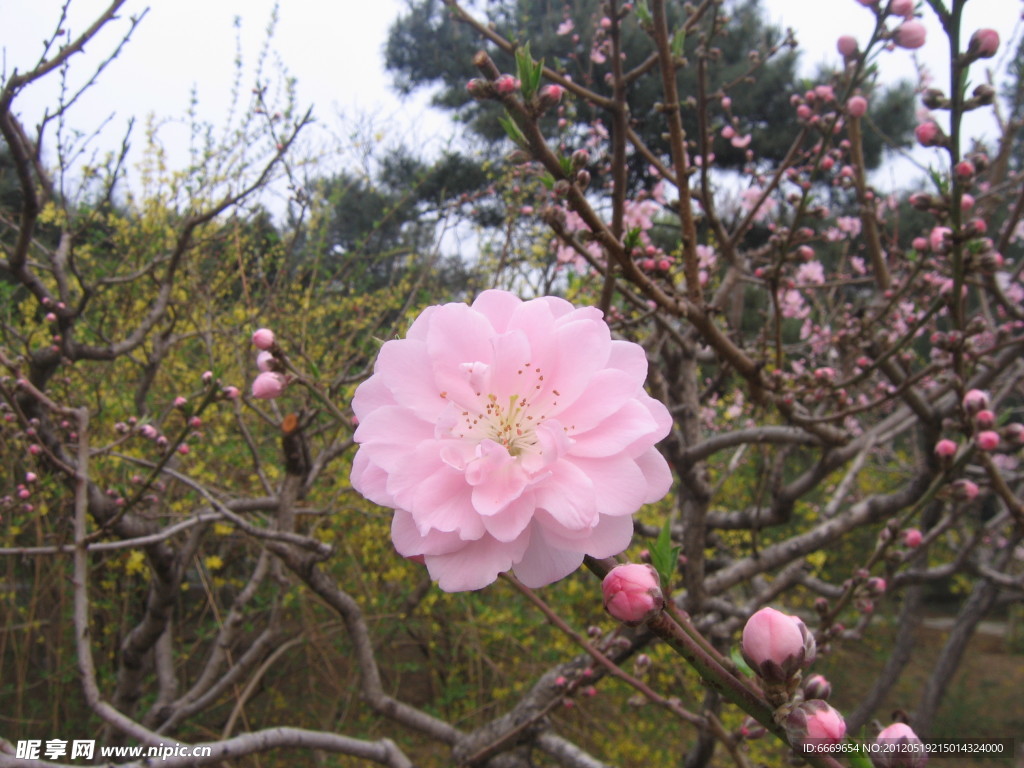 桃花仙子