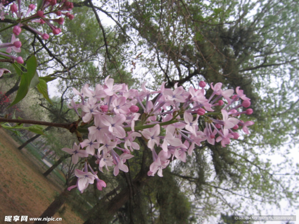 丁香花 背景