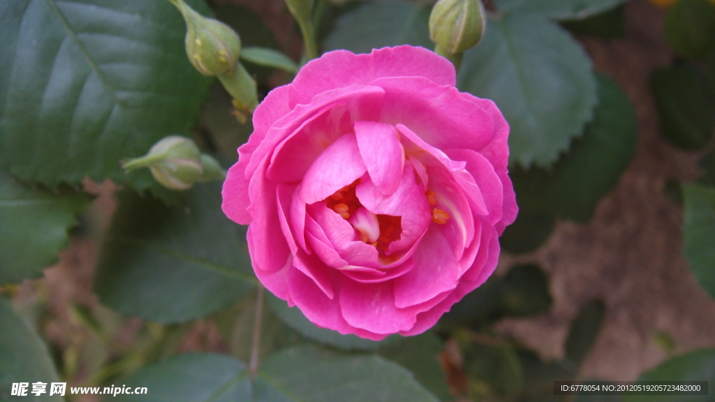 月季花