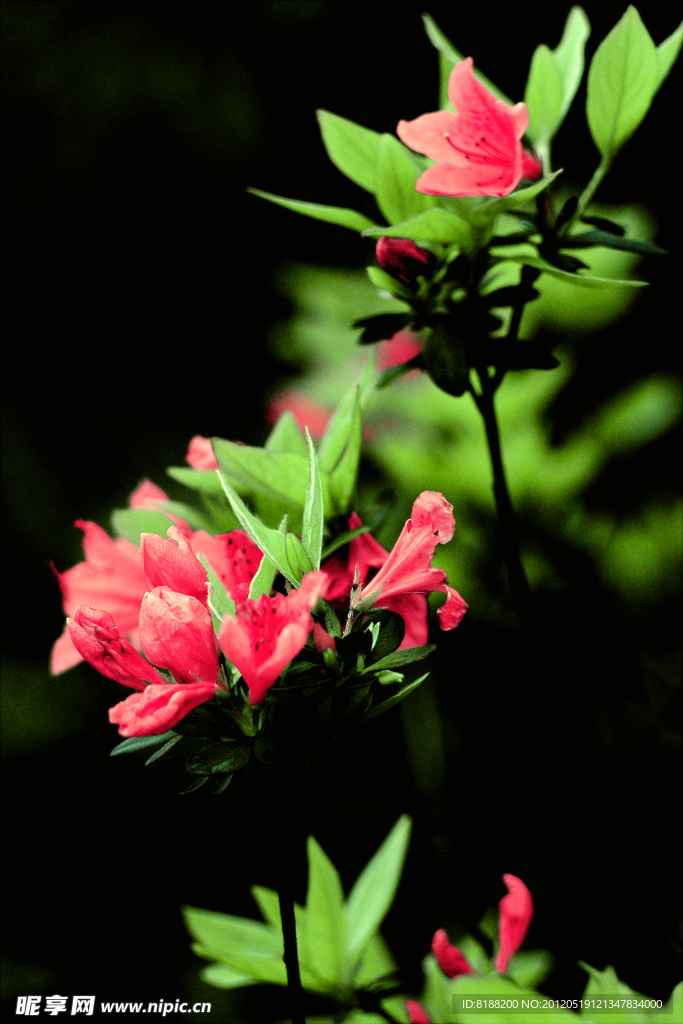杜鹃花