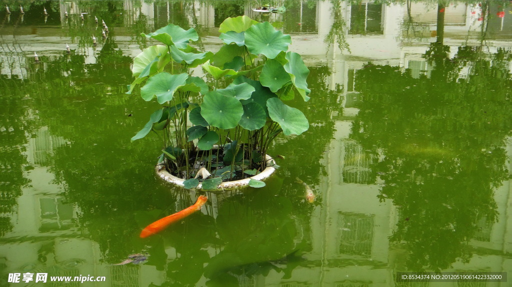 荷塘