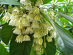 长芒杜英