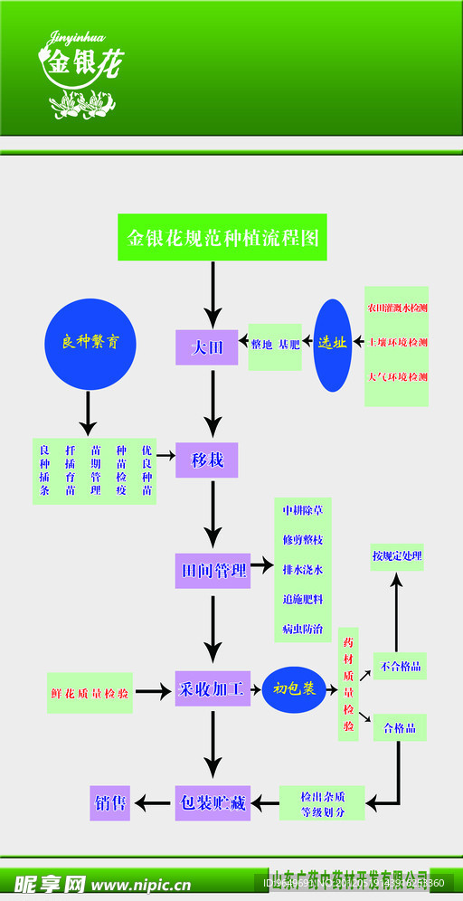 金银花种植流程图