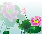 荷花背景图