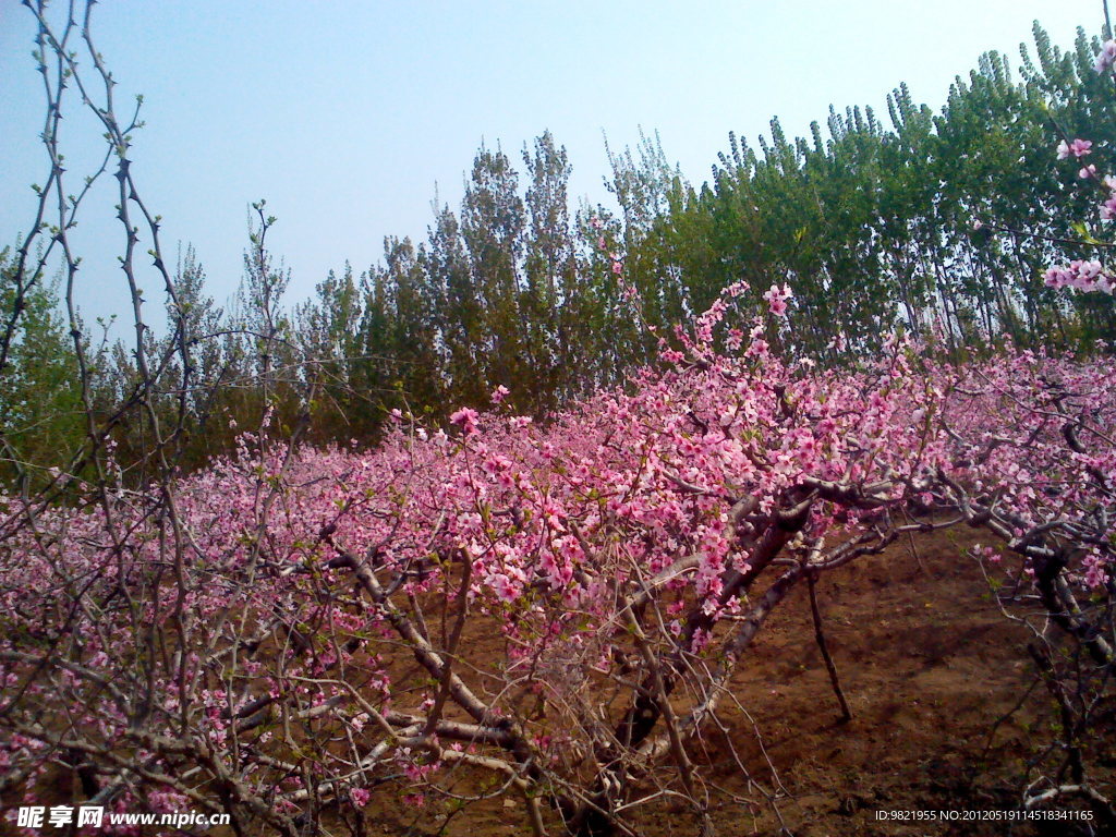 桃花风景