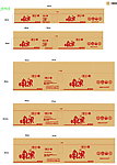 中粮屯河真果纸箱